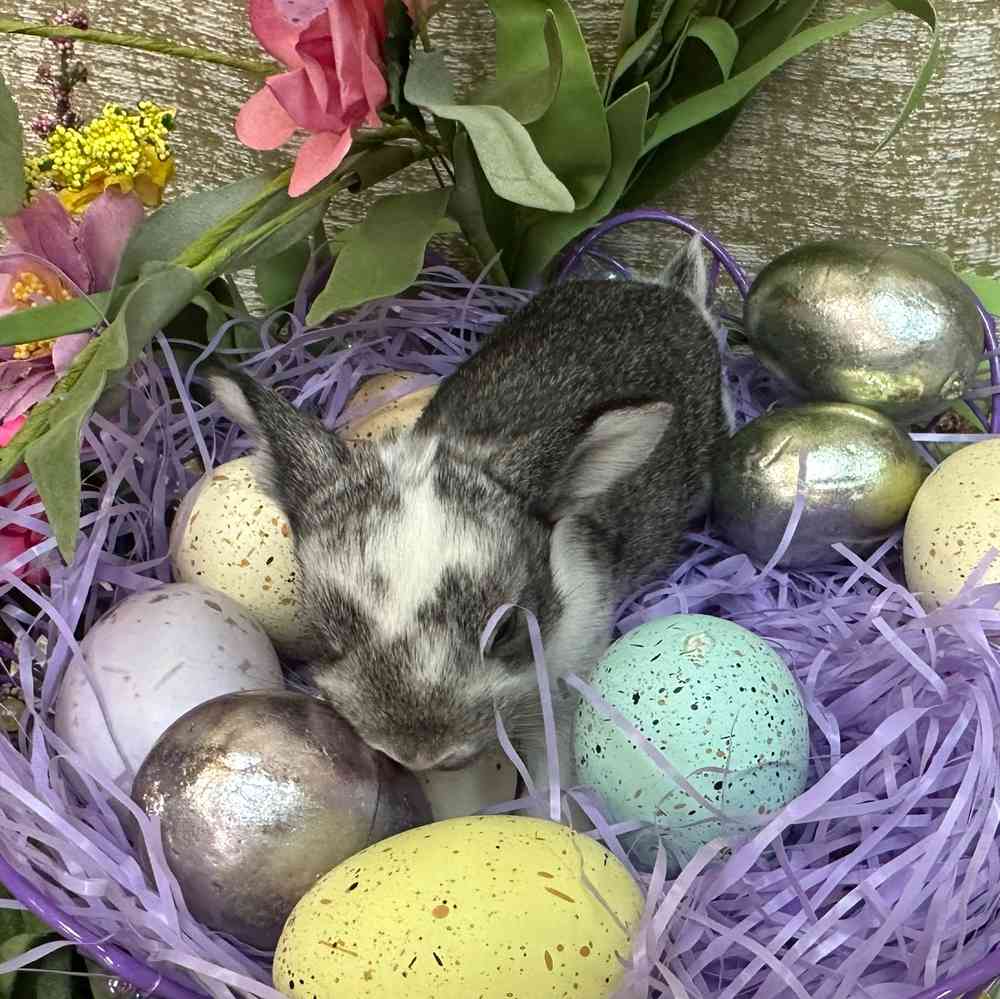 Image of a pet breed in the gallery
