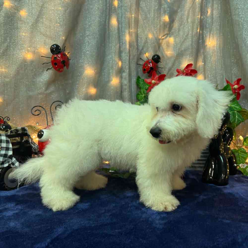 carousel pet images