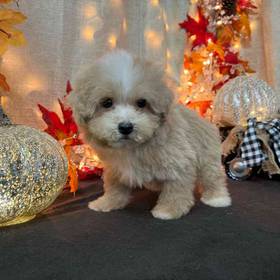 Bichon- Poo