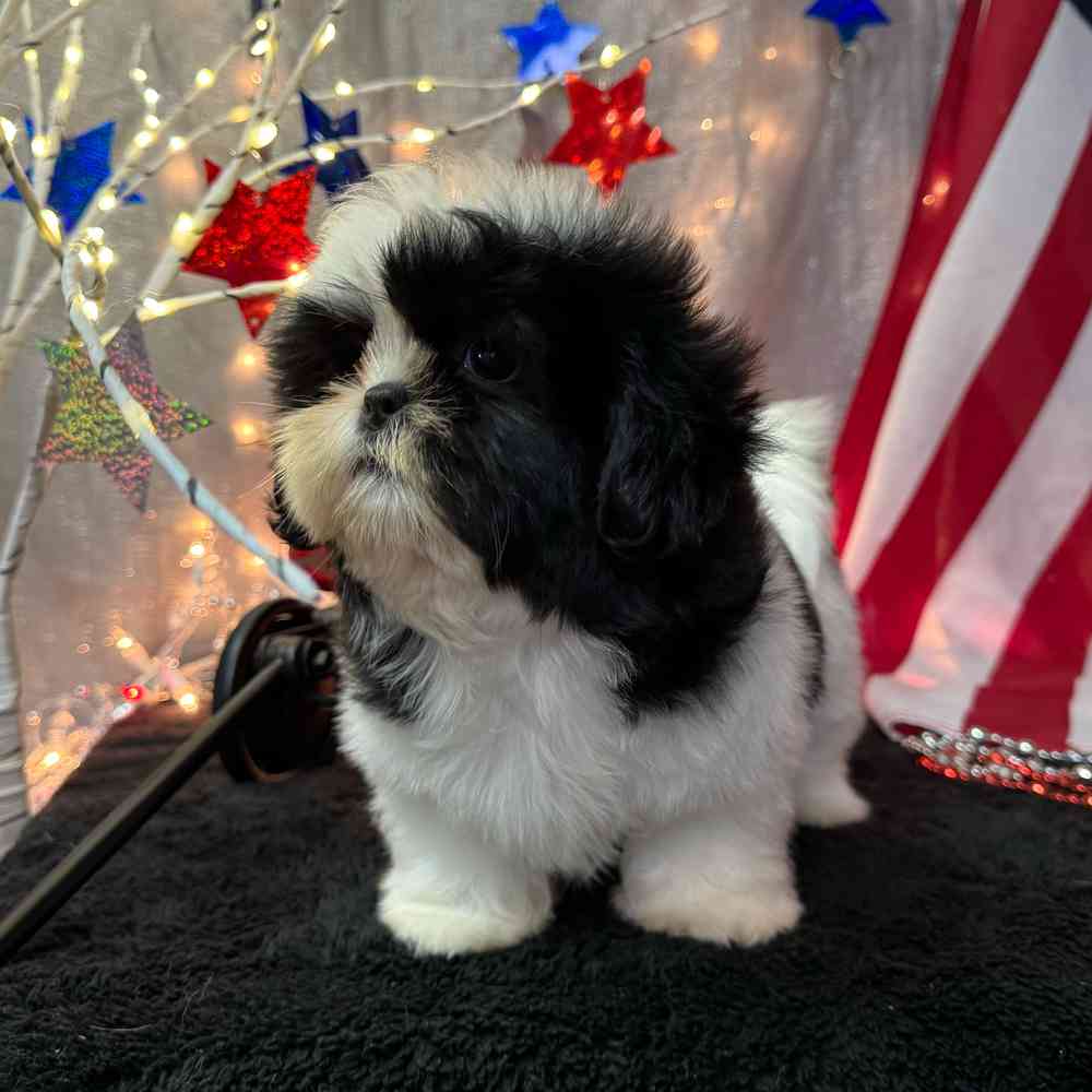 carousel pet images