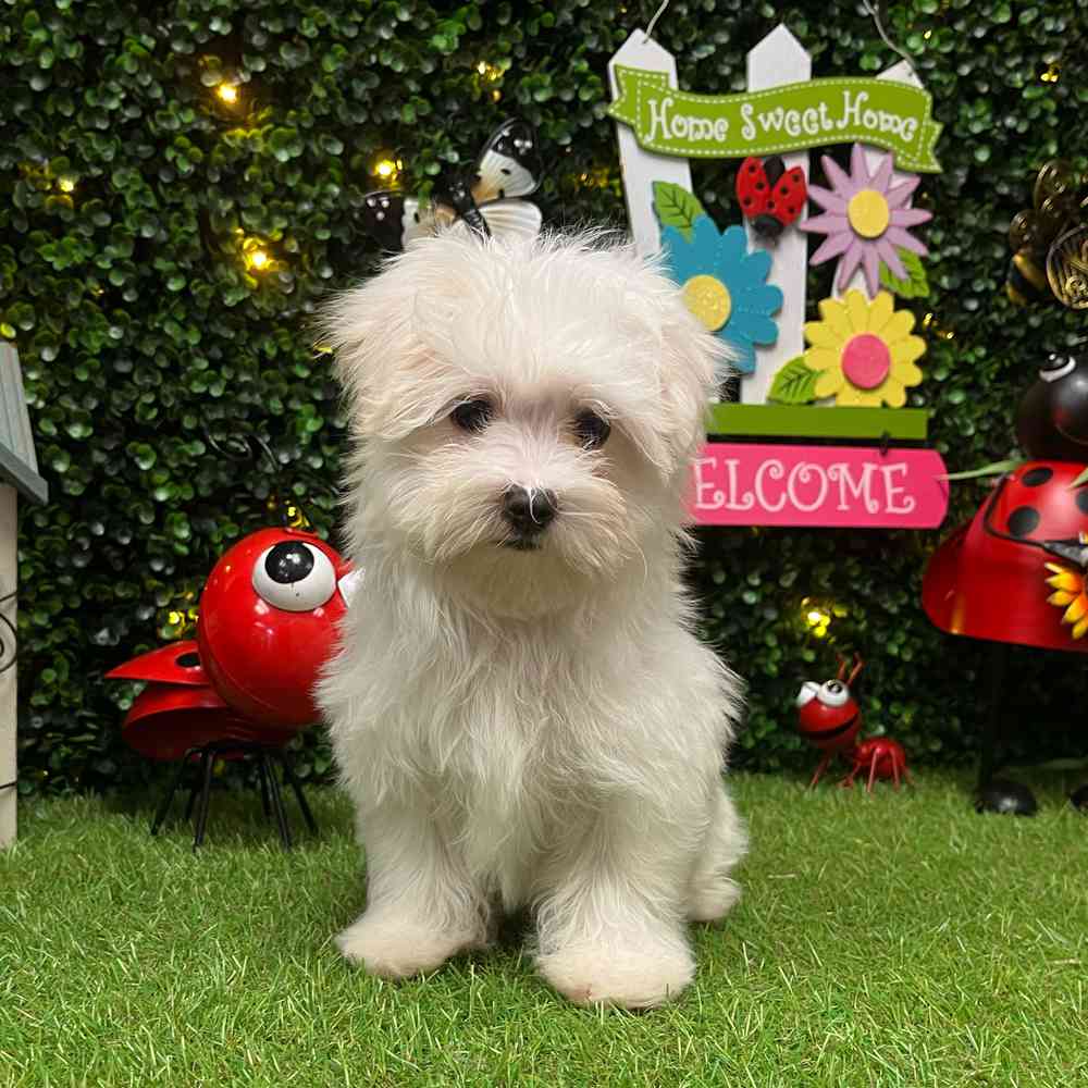 carousel pet images