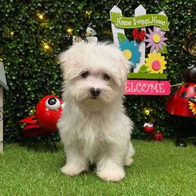Maltese