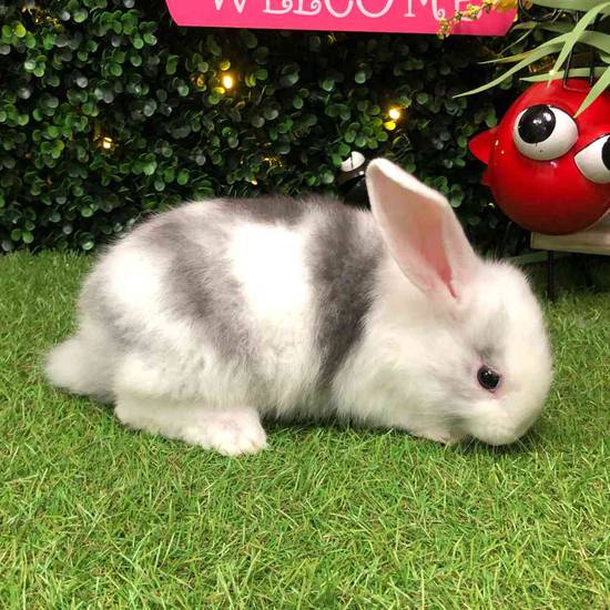 Flemish Giant Holland Lop Mix