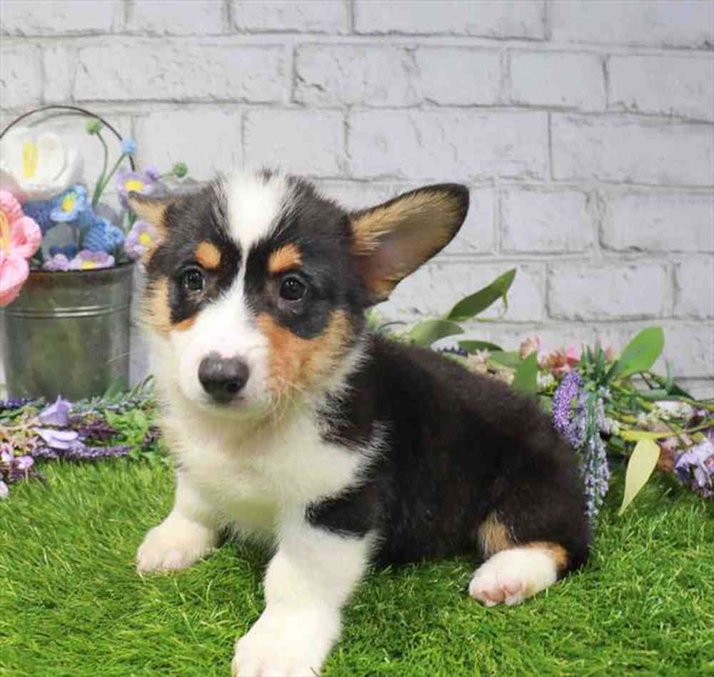 carousel pet images