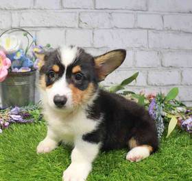 Pembroke Welsh Corgi