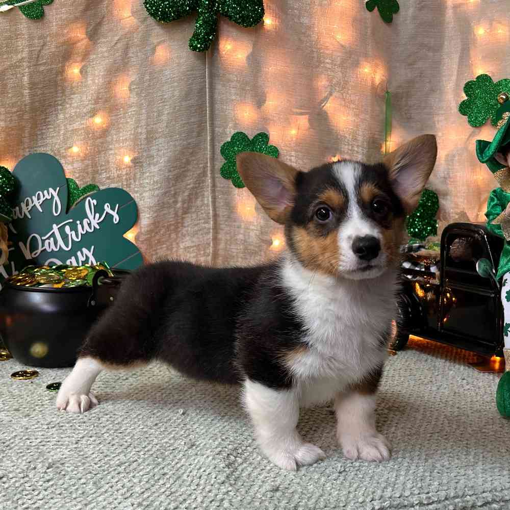 carousel pet images