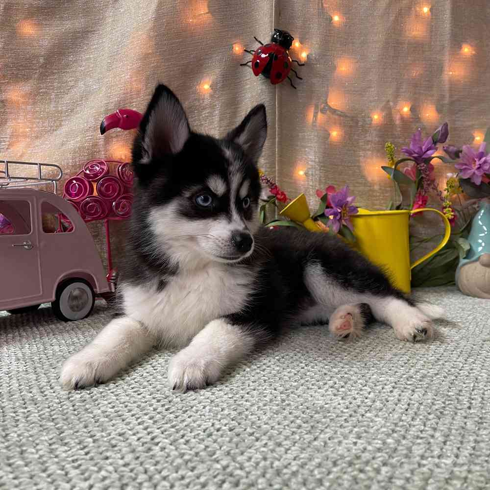 carousel pet images