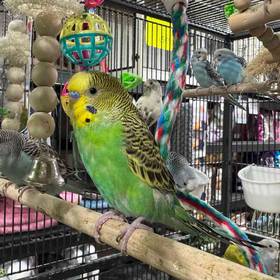 Parakeet