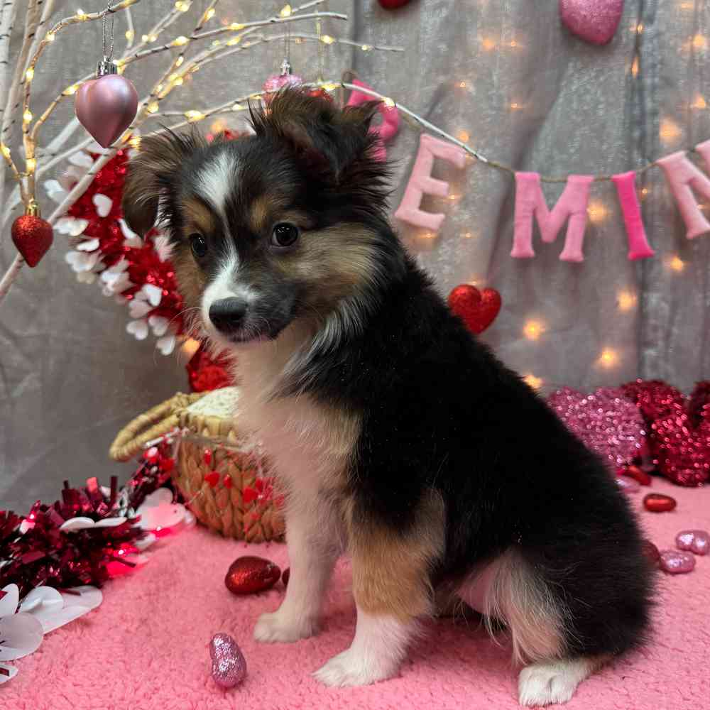 carousel pet images