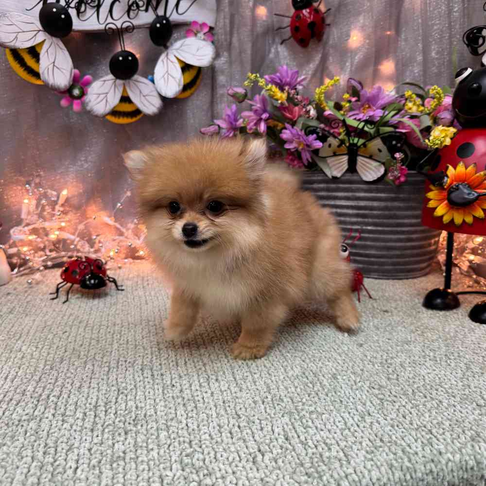 carousel pet images