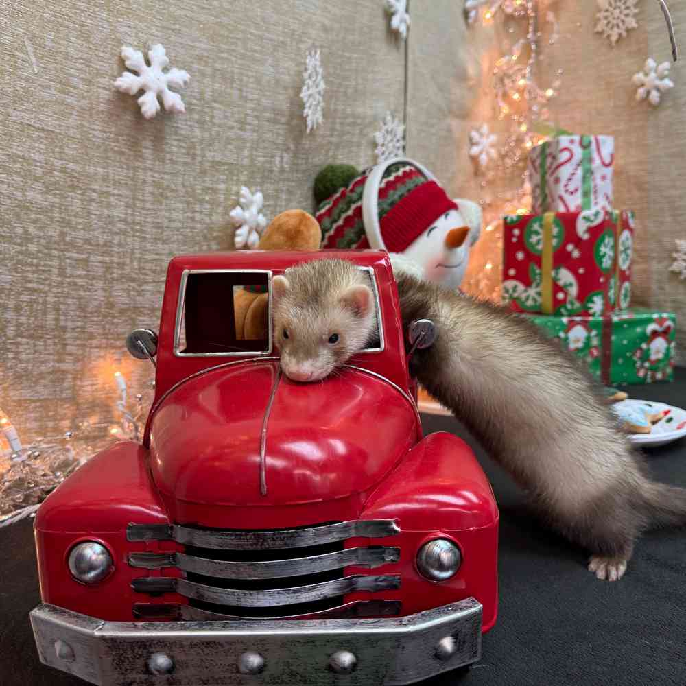 carousel pet images