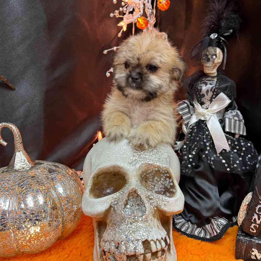 carousel pet images
