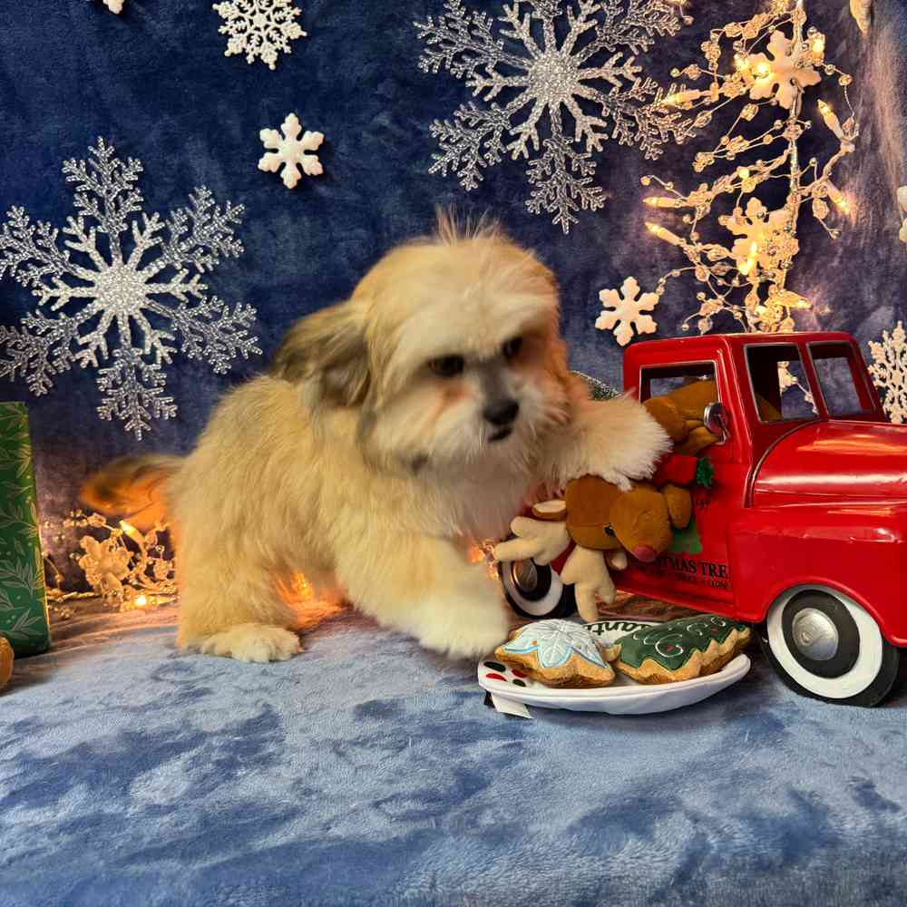 carousel pet images