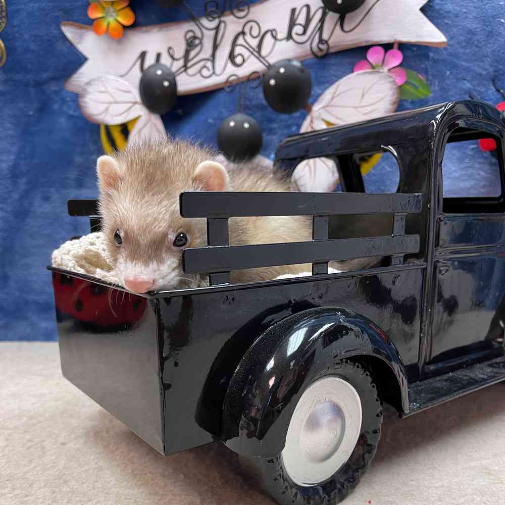 carousel pet images