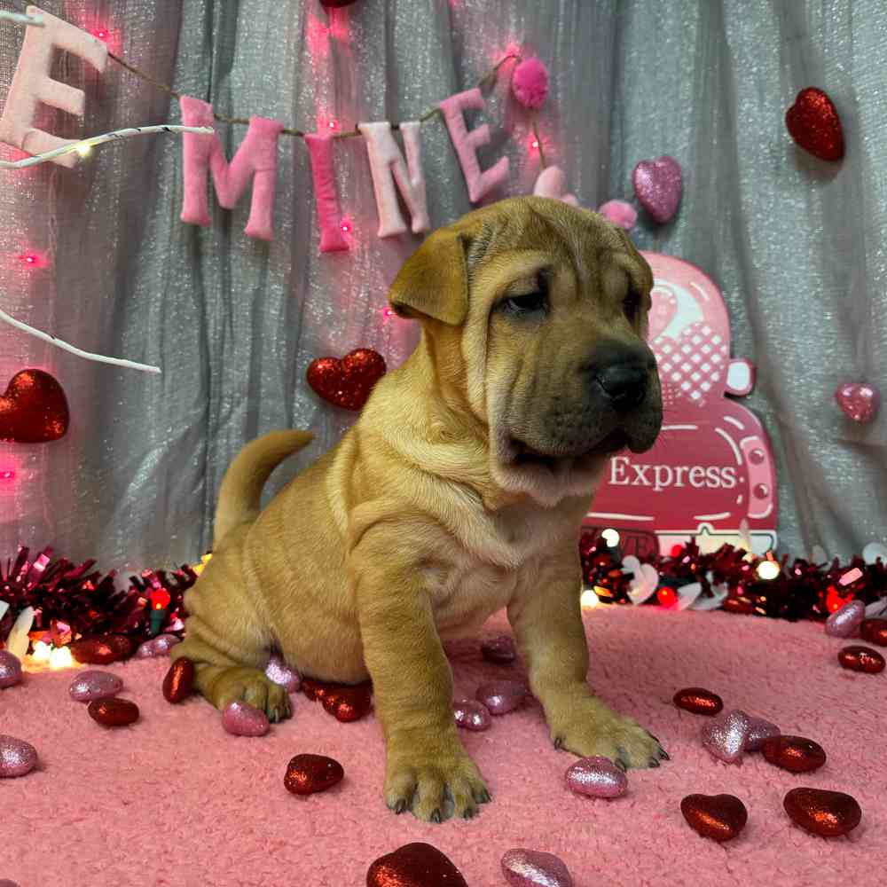 carousel pet images