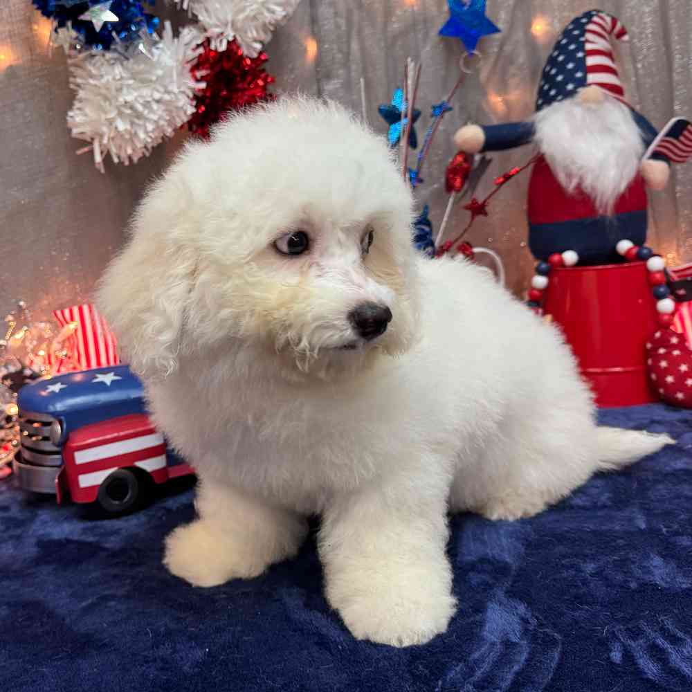 carousel pet images