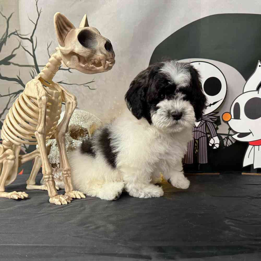 carousel pet images