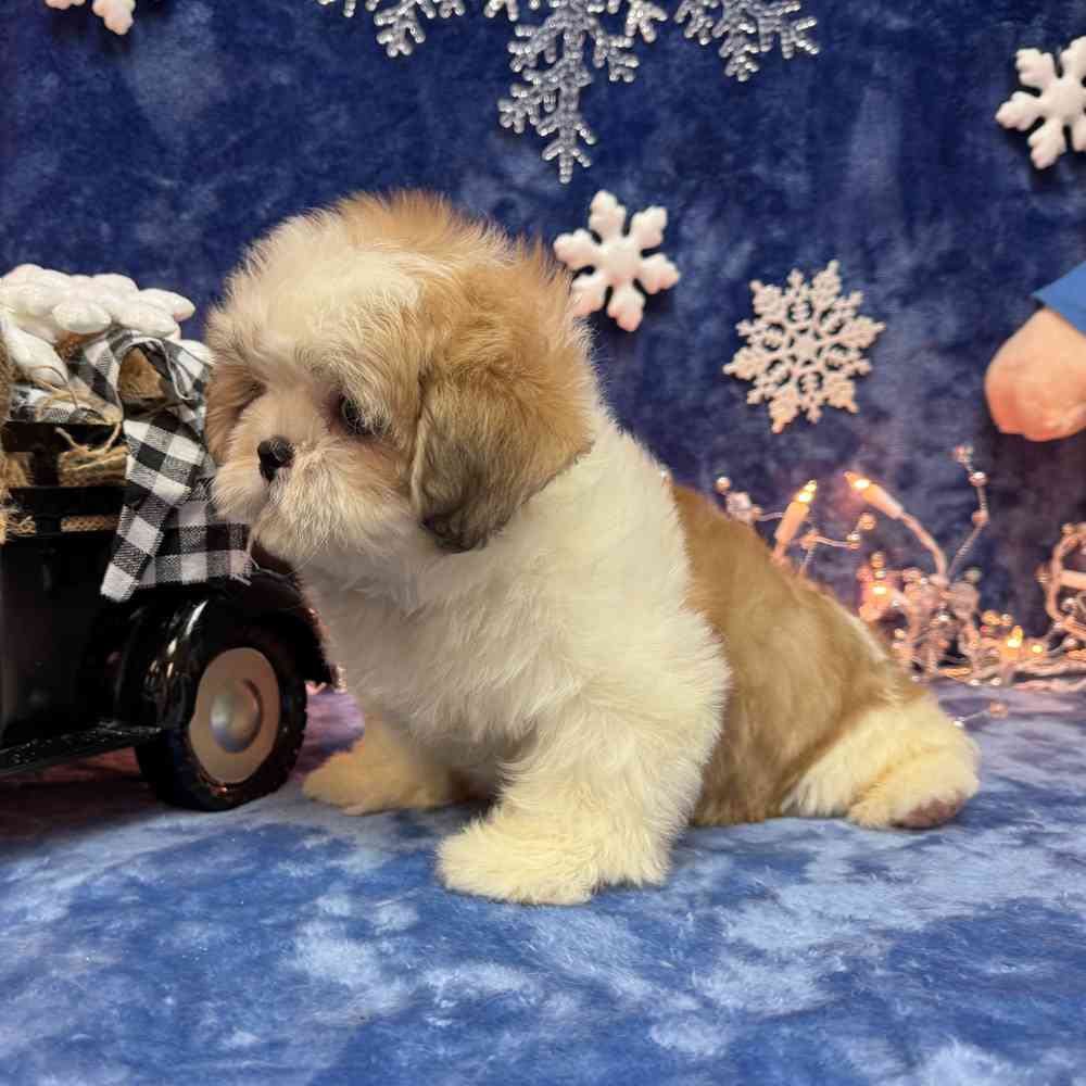 carousel pet images