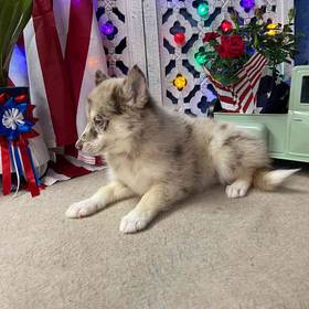 Pomsky