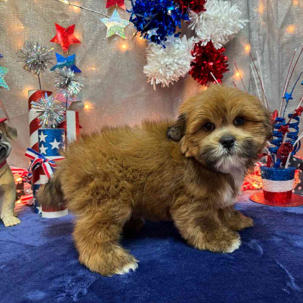 carousel pet images