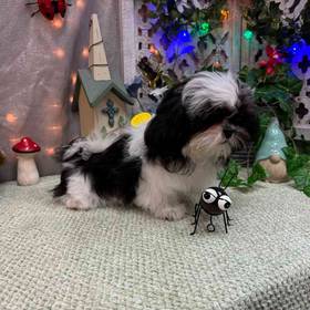 Shih Tzu