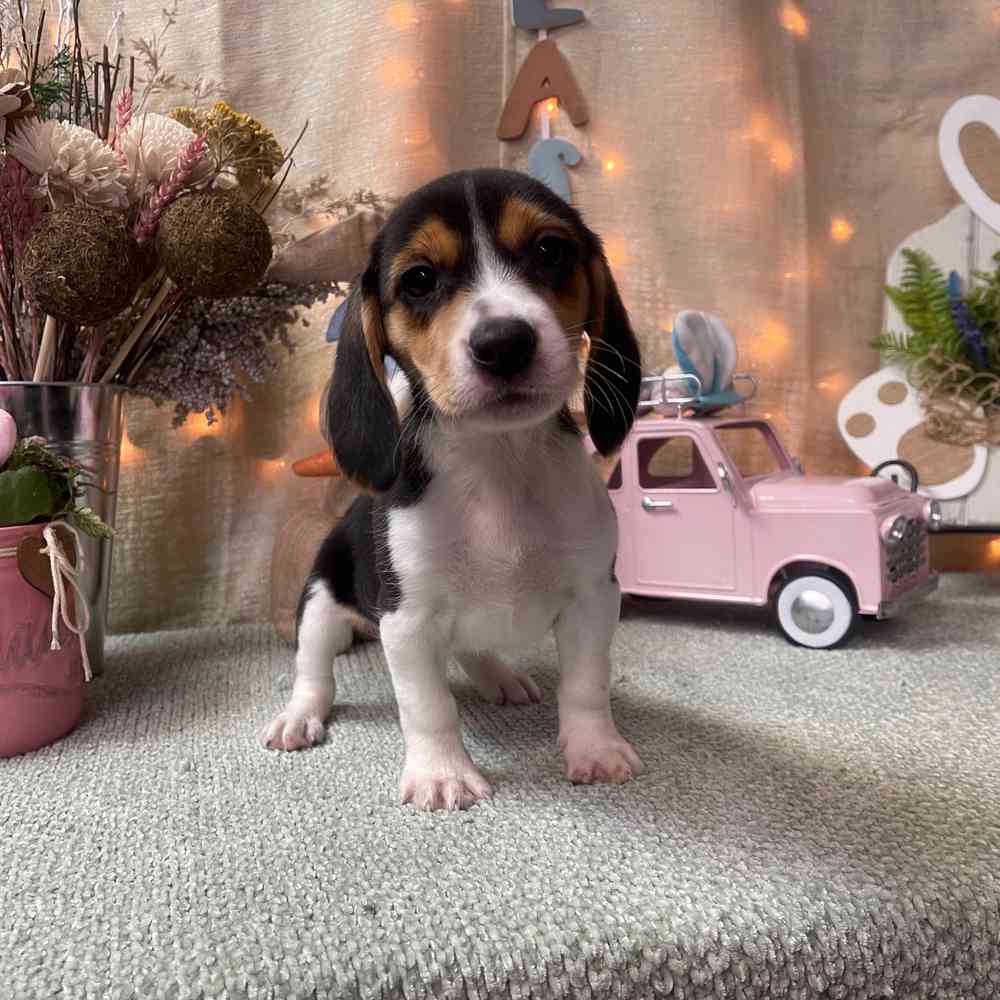 carousel pet images
