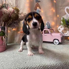 Beagle