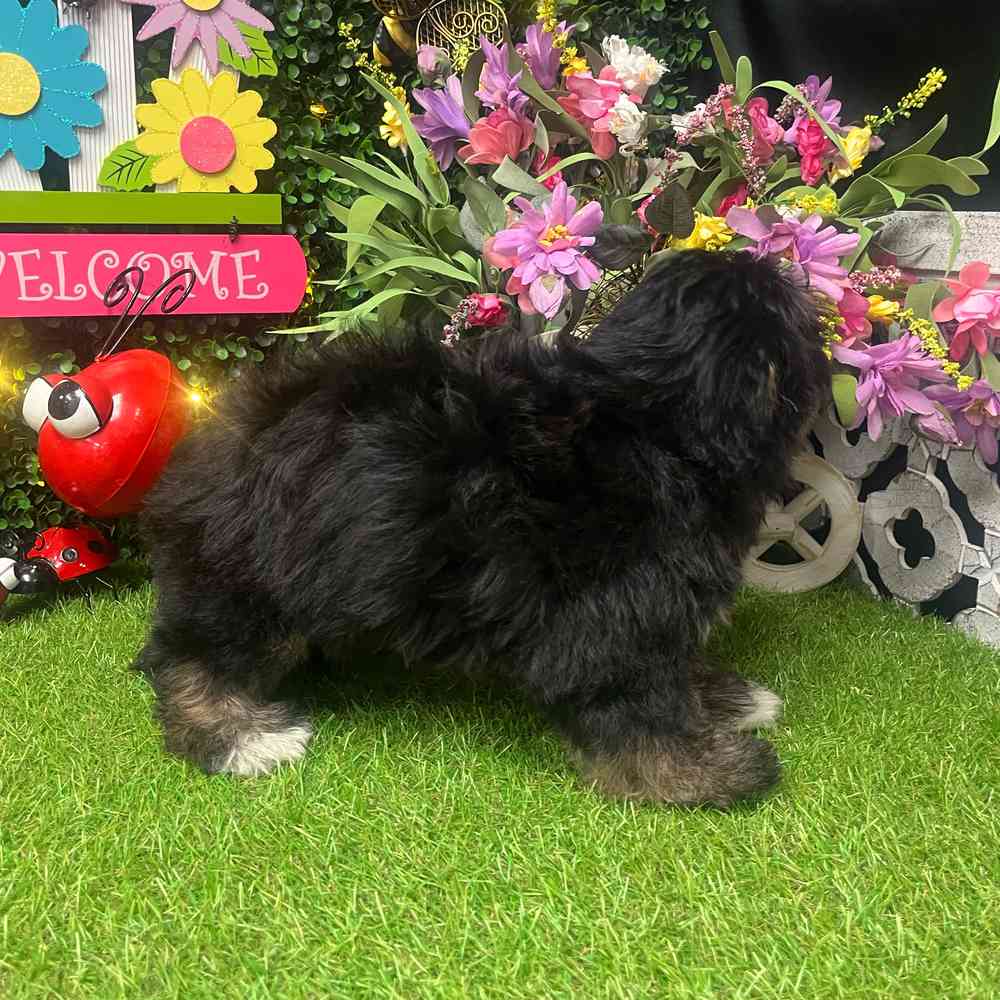 carousel pet images