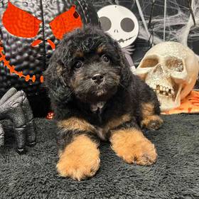 Cavapoo