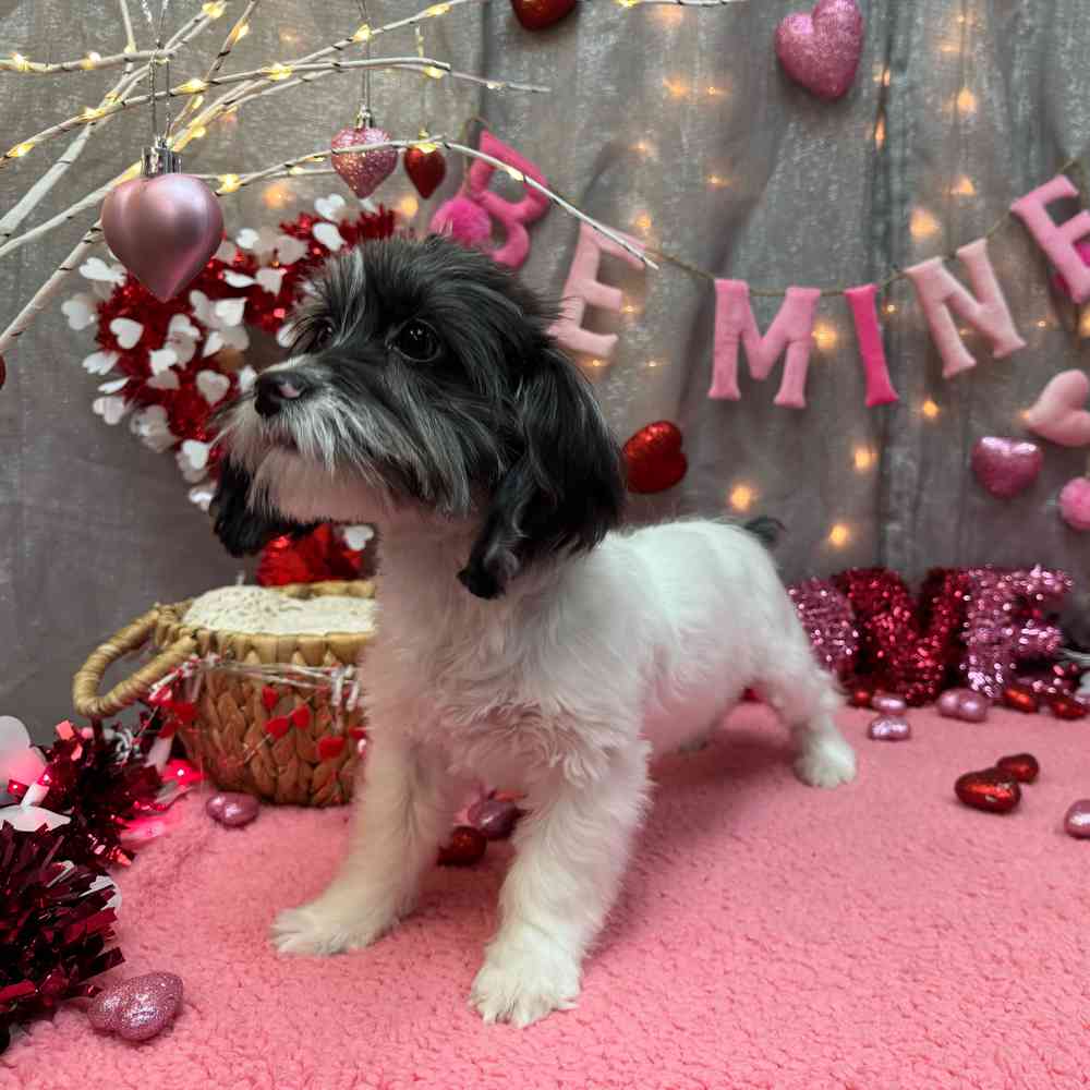 carousel pet images