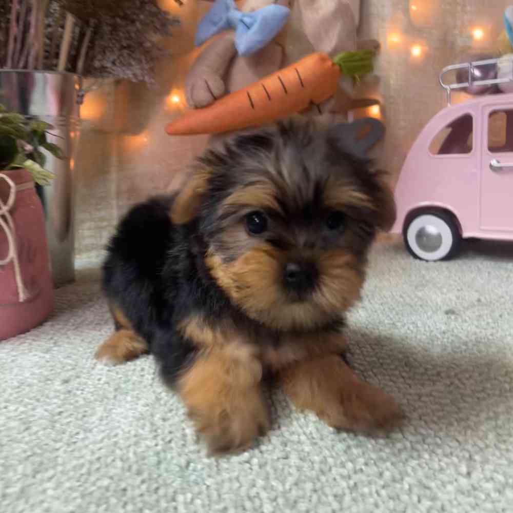 carousel pet images
