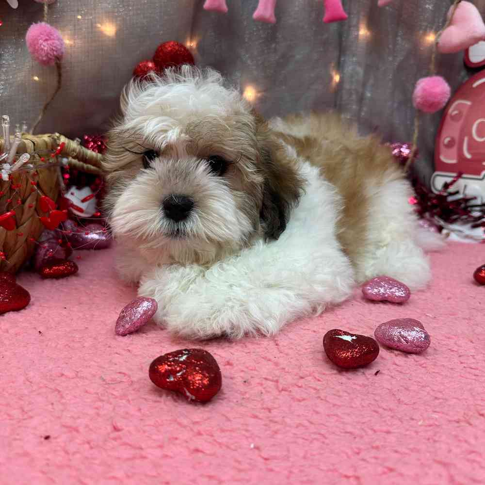 carousel pet images