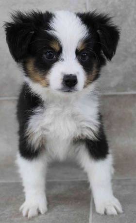 Toy Australian Shepherd