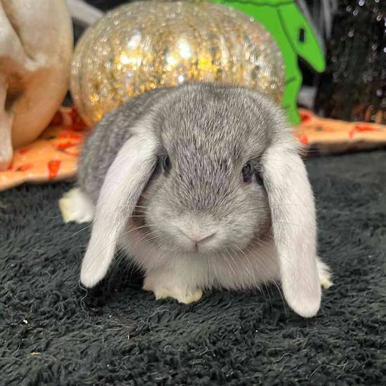 Holland Lop