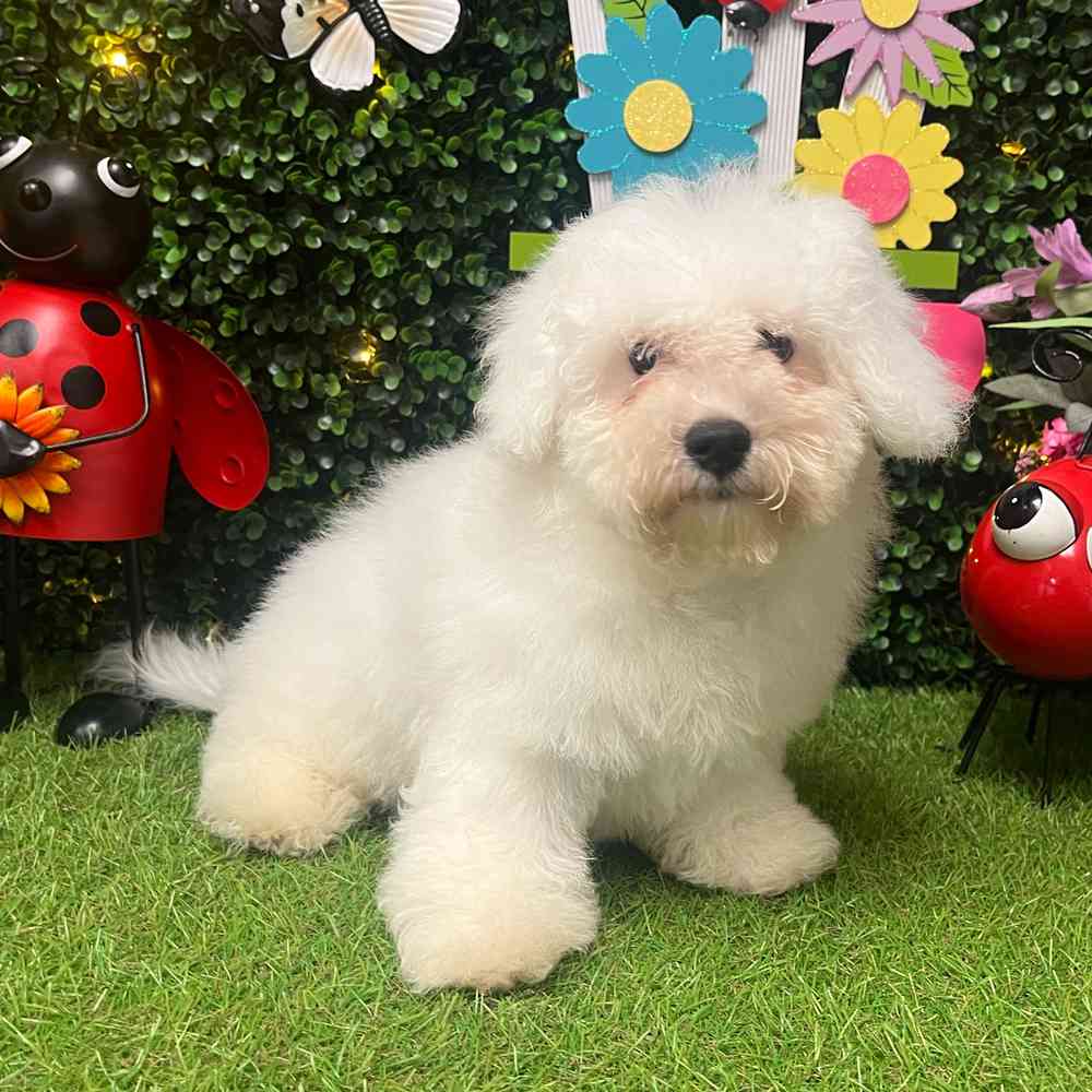 carousel pet images