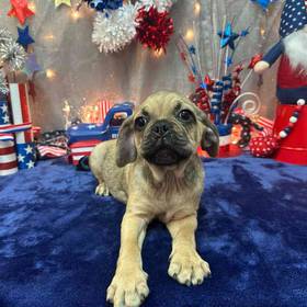 Puggle