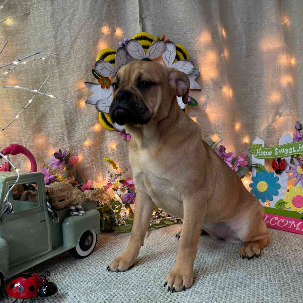 carousel pet images