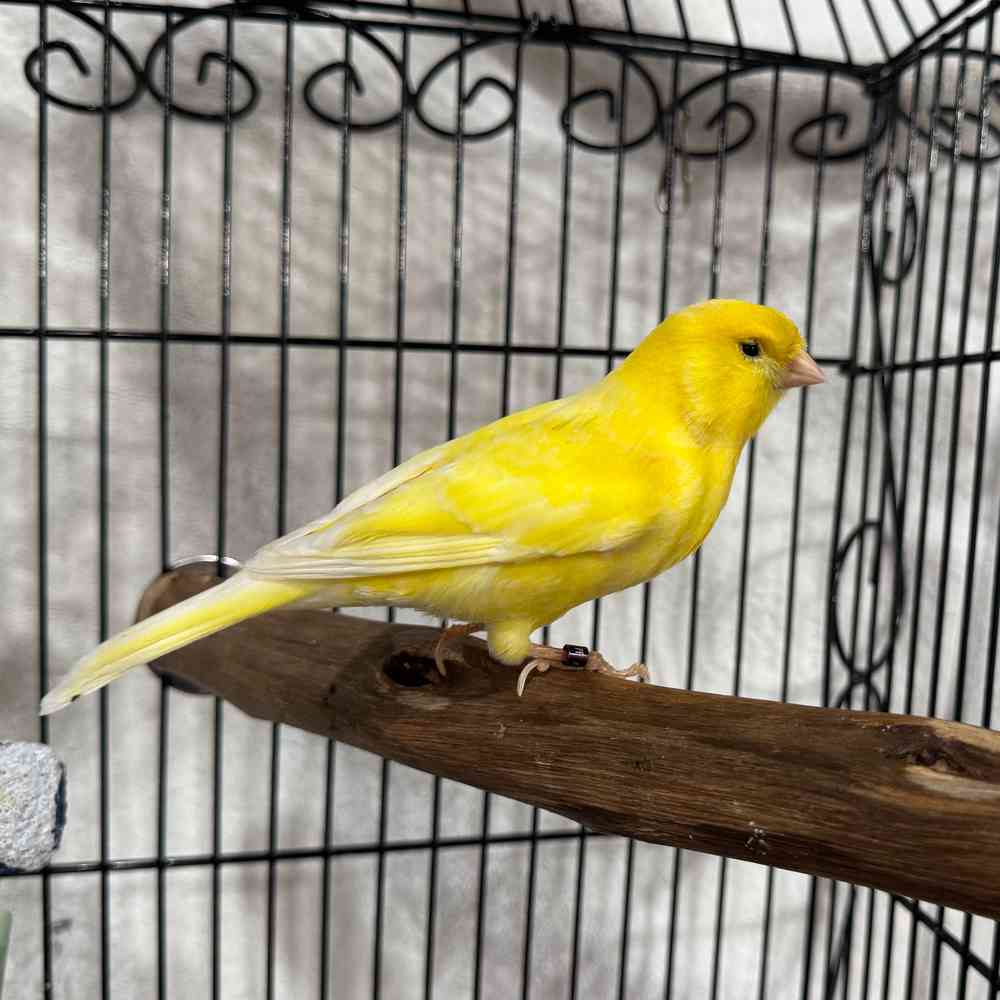 Image of a pet breed in the gallery
