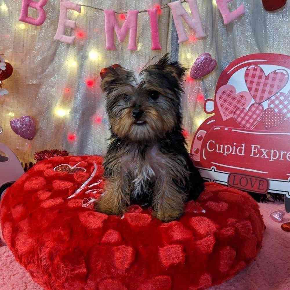 carousel pet images