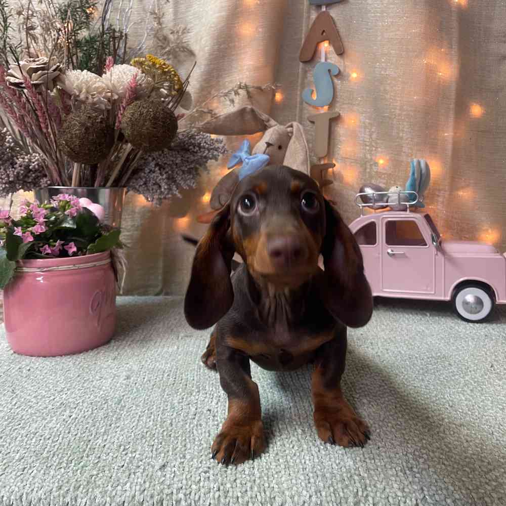 carousel pet images