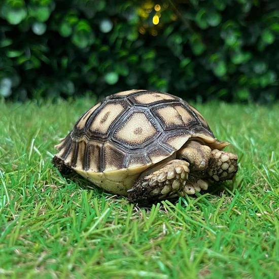 Sulcata Tortoise