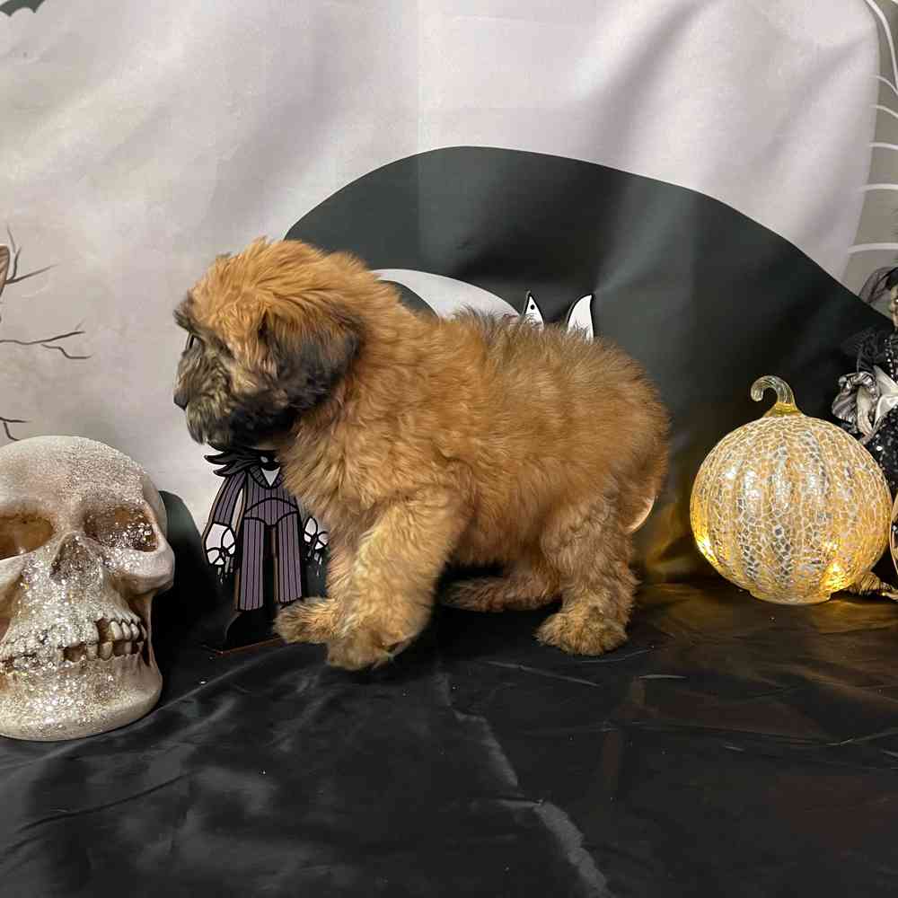 carousel pet images