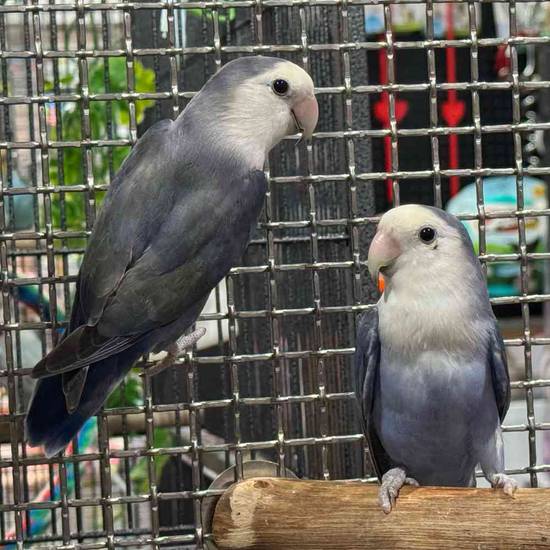Lovebird