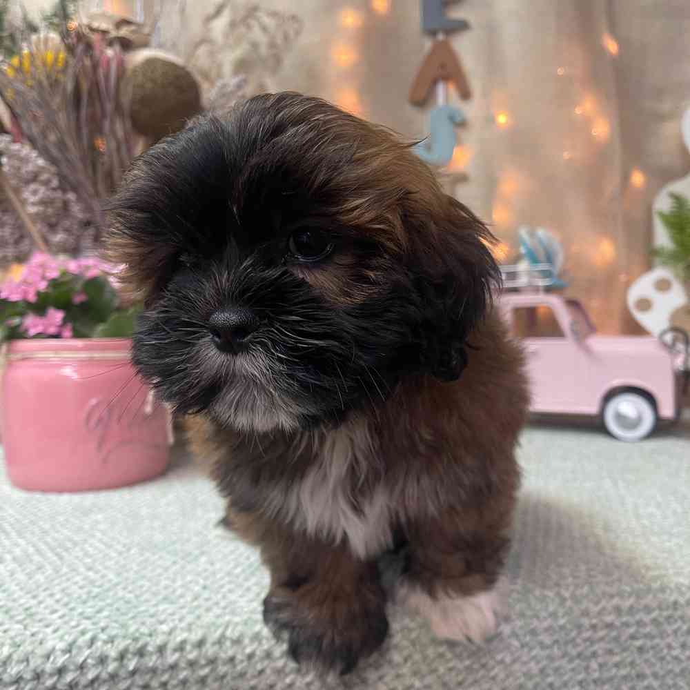 carousel pet images