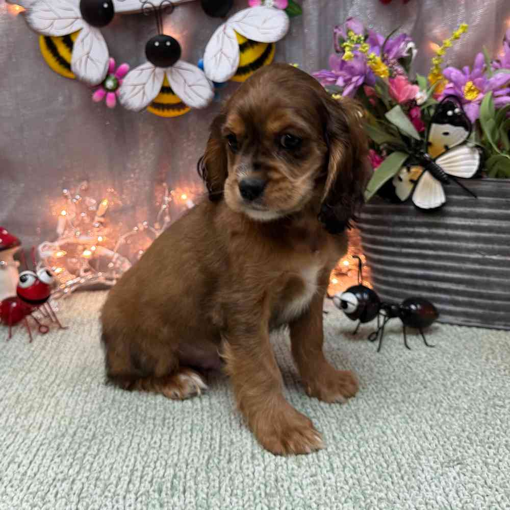 carousel pet images
