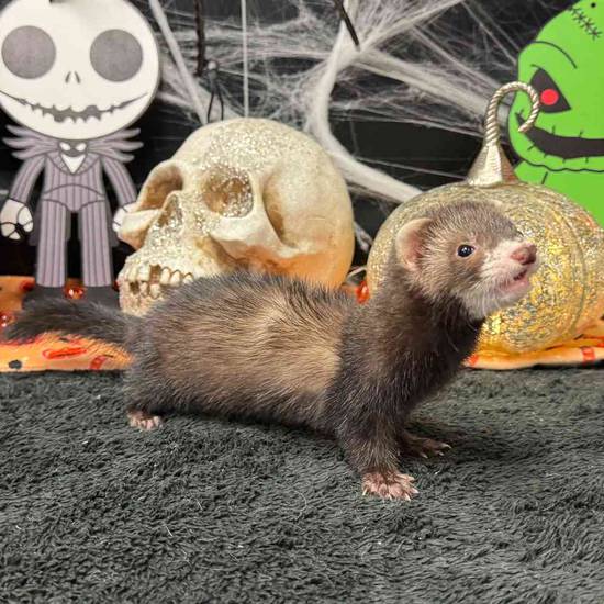 Ferret