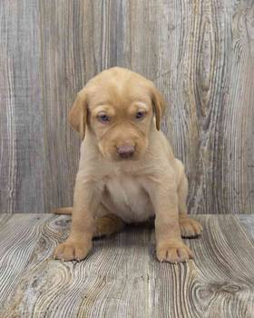 Labrador Retriever
