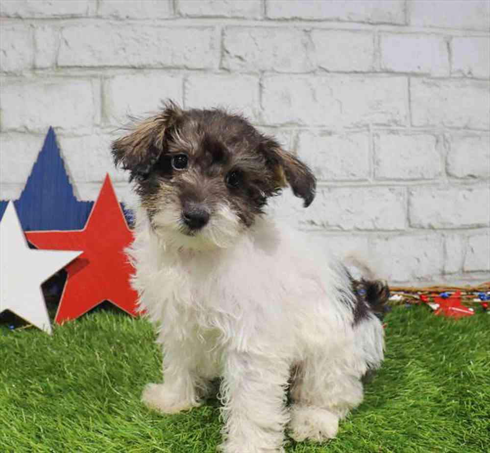 carousel pet images