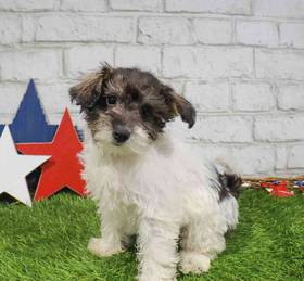Schnoodle