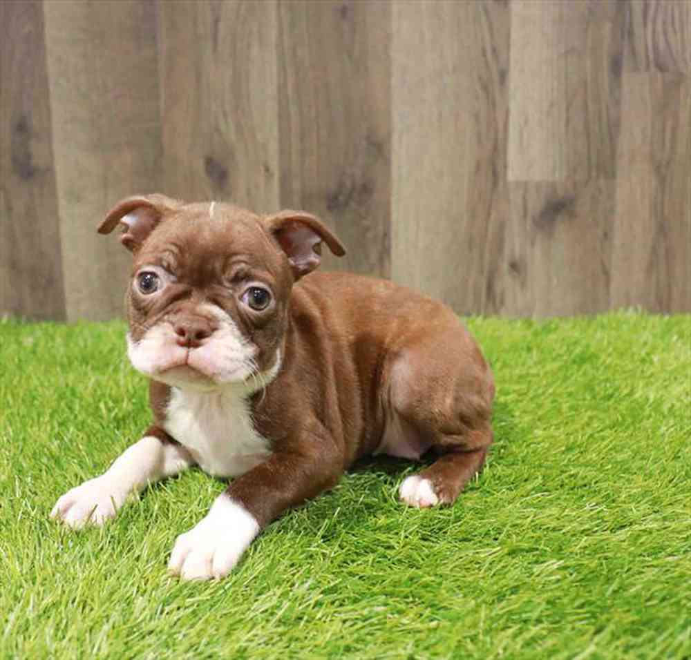 Image of a pet breed in the gallery